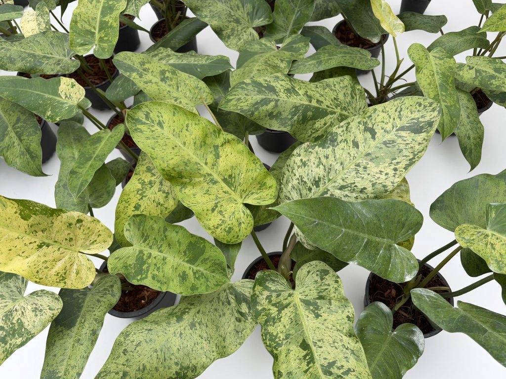 Philodendron Whipple Way Mint Variegated - Set of 10 Plants