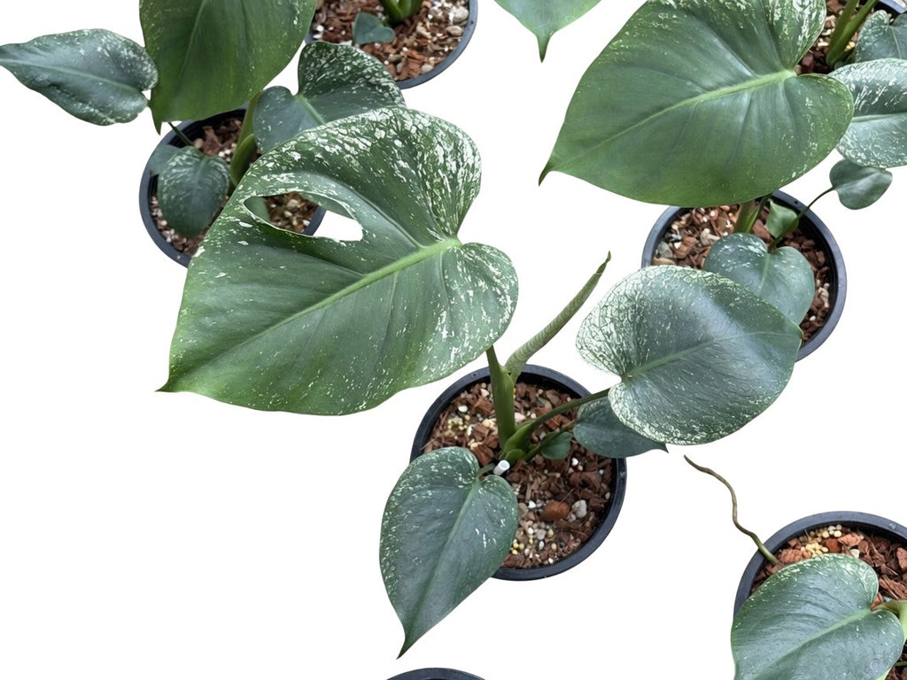 Monstera Deliciosa ‘Devil Monster’ Large Size (8-Inche Pot) - Set of 10 Plants