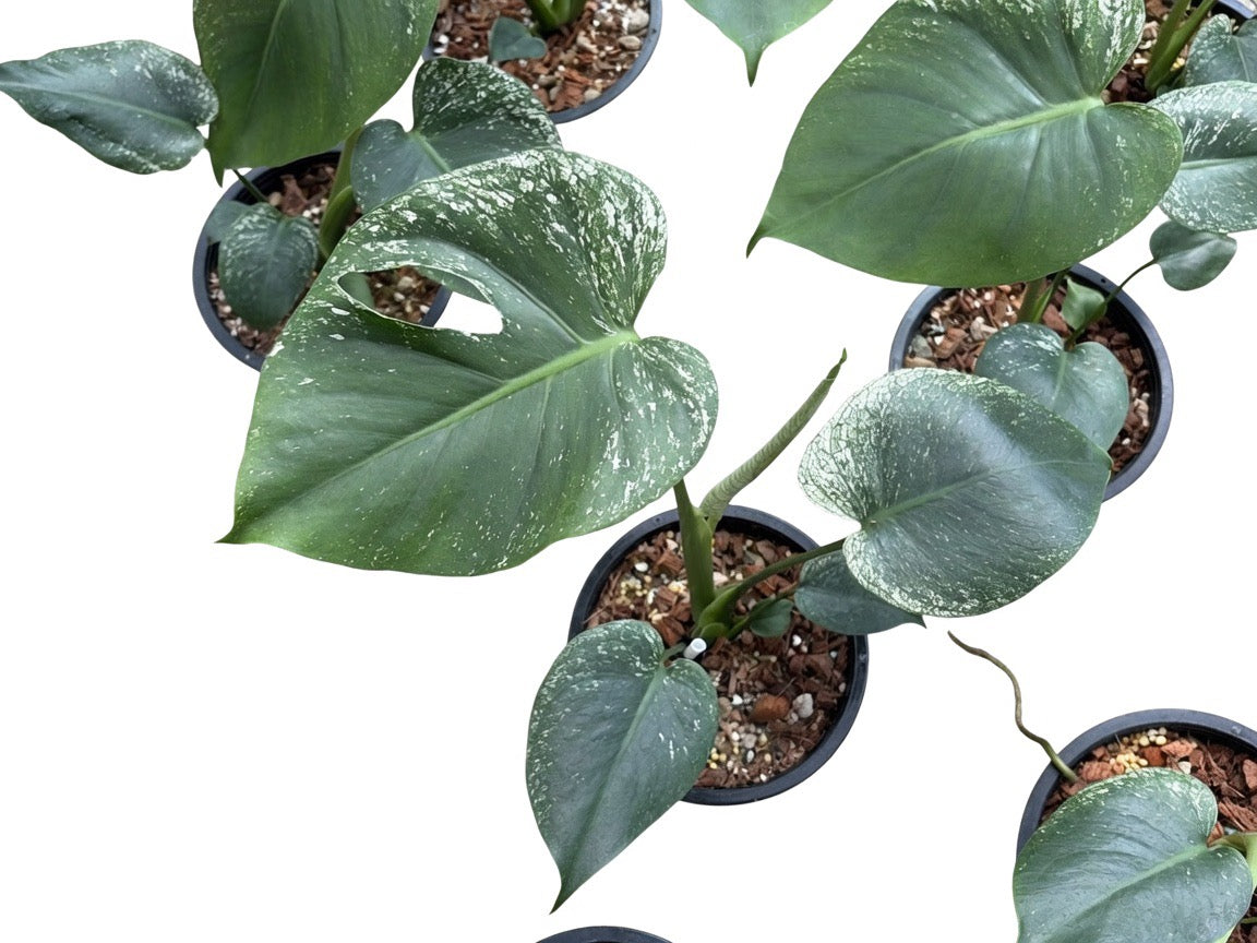 Monstera Deliciosa ‘Devil Monster’ Large Size (8-Inche Pot) - Set of 10 Plants