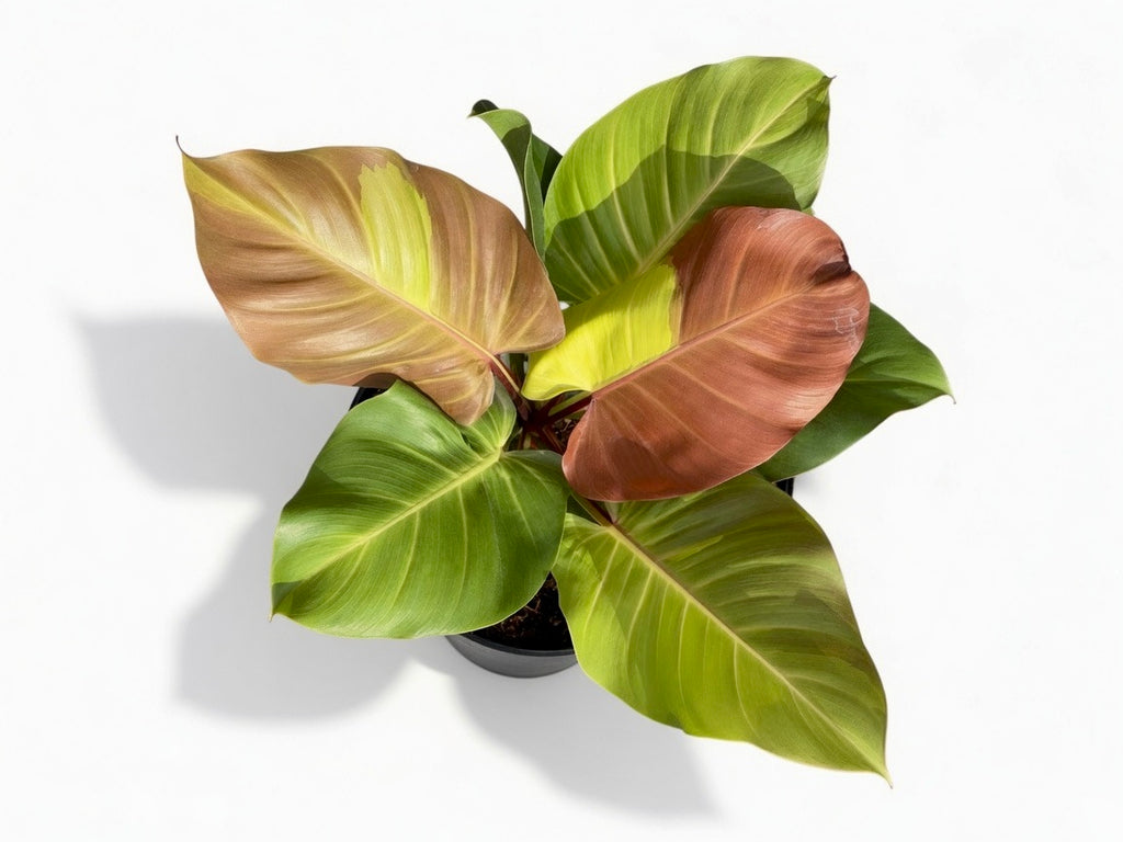 Philodendron Yellow Flame ‘Red Moon’ Variegated - Set of 10 Plants