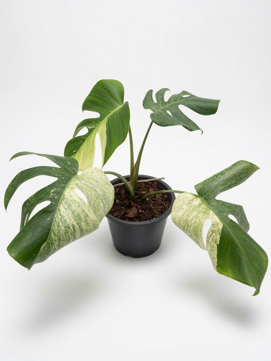 Monstera Borsigiana x ‘Jungle Mint’/ Mint NOID (3-4 leaves) - Set of 10 Plants