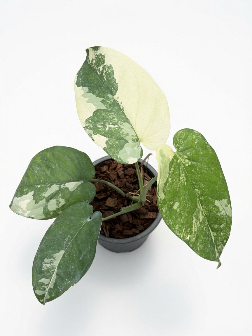 Syngonium Chiapense Variegated - Set of 10 Plants