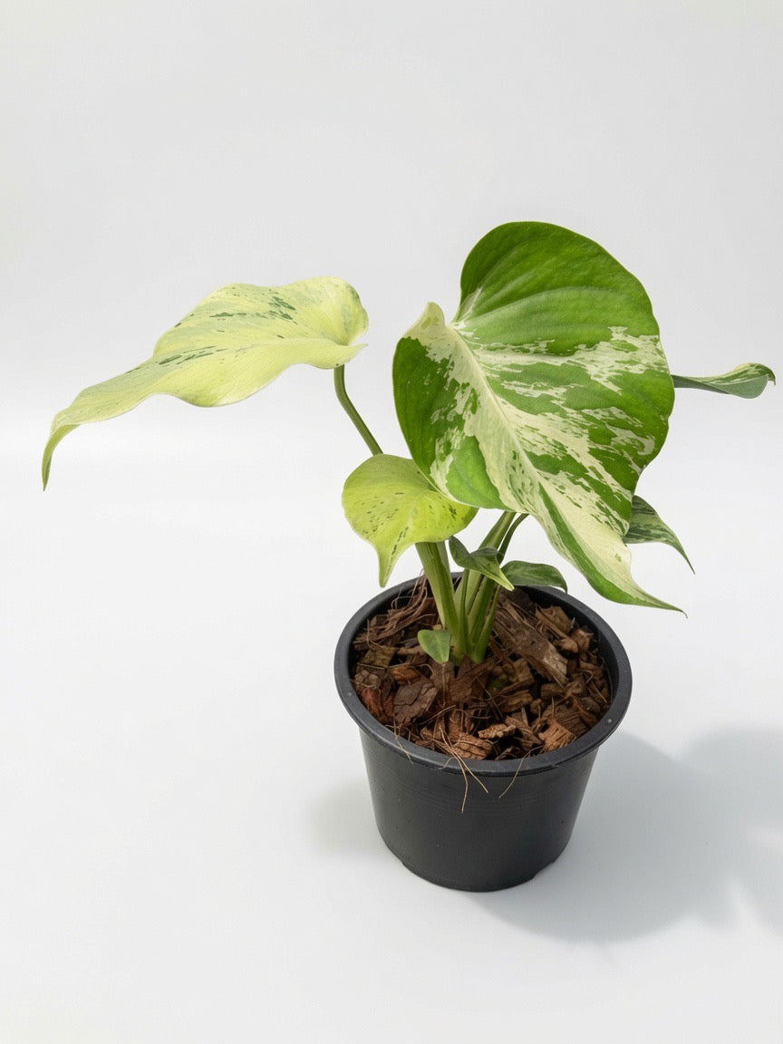 Monstera Deliciosa ‘Light Lime’ - Set of 10 Plants