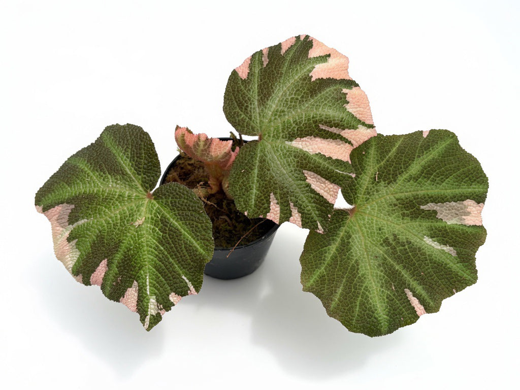 Begonia Soli Mutata Variegated - Set of 10 Plants