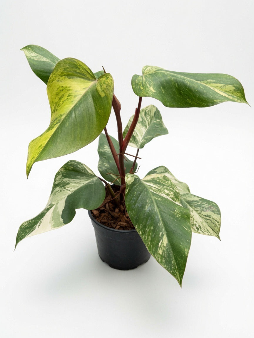 Philodendron Strawberry Shake Variegated - Set of 10 Plants