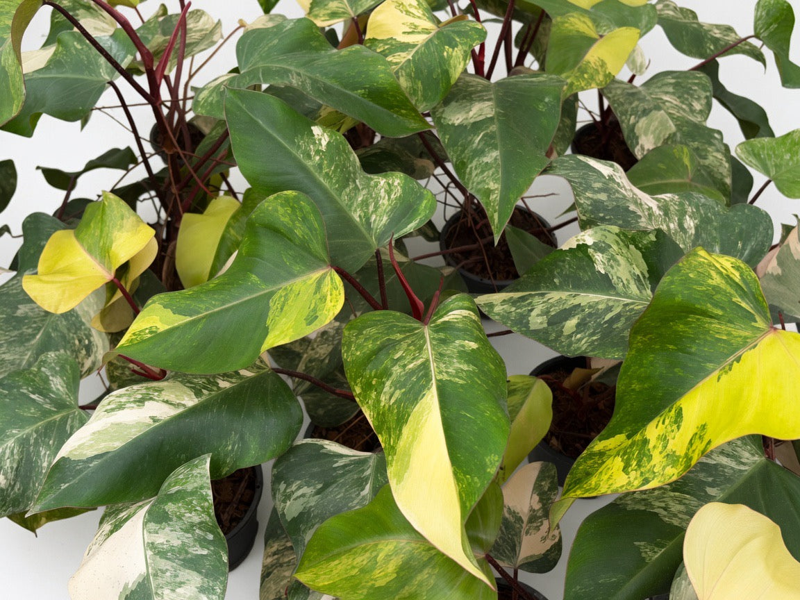 Philodendron Strawberry Shake Variegated - Set of 10 Plants