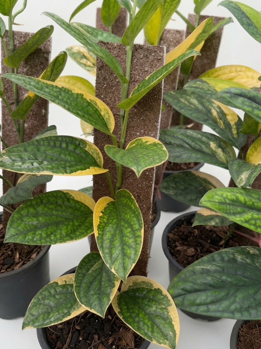 Monstera Karstenianum Peru Variegated (Large Size) - Set of 10 Plants