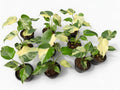 Monstera Deliciosa ‘Light Lime’ - Set of 10 Plants