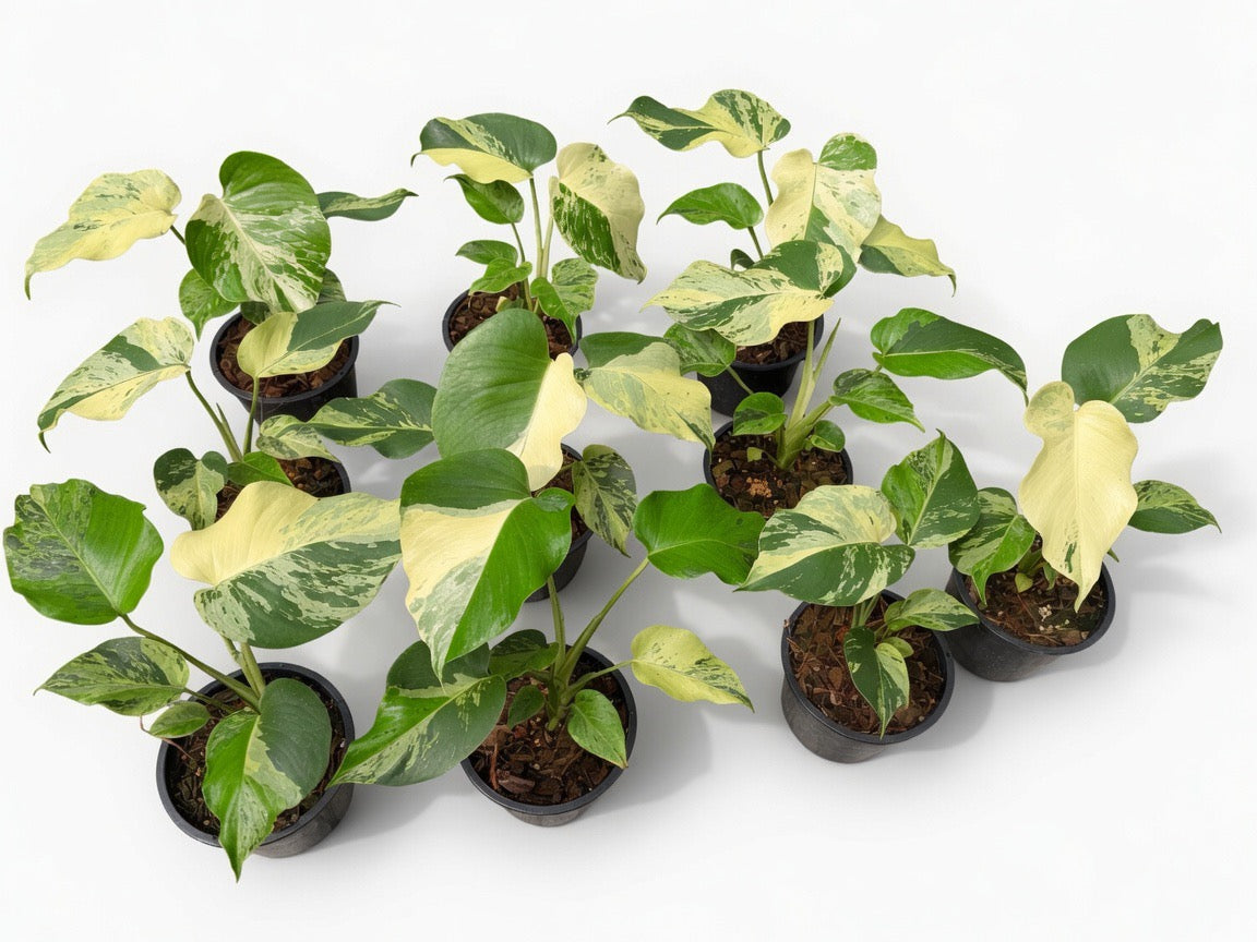 Monstera Deliciosa ‘Light Lime’ - Set of 10 Plants