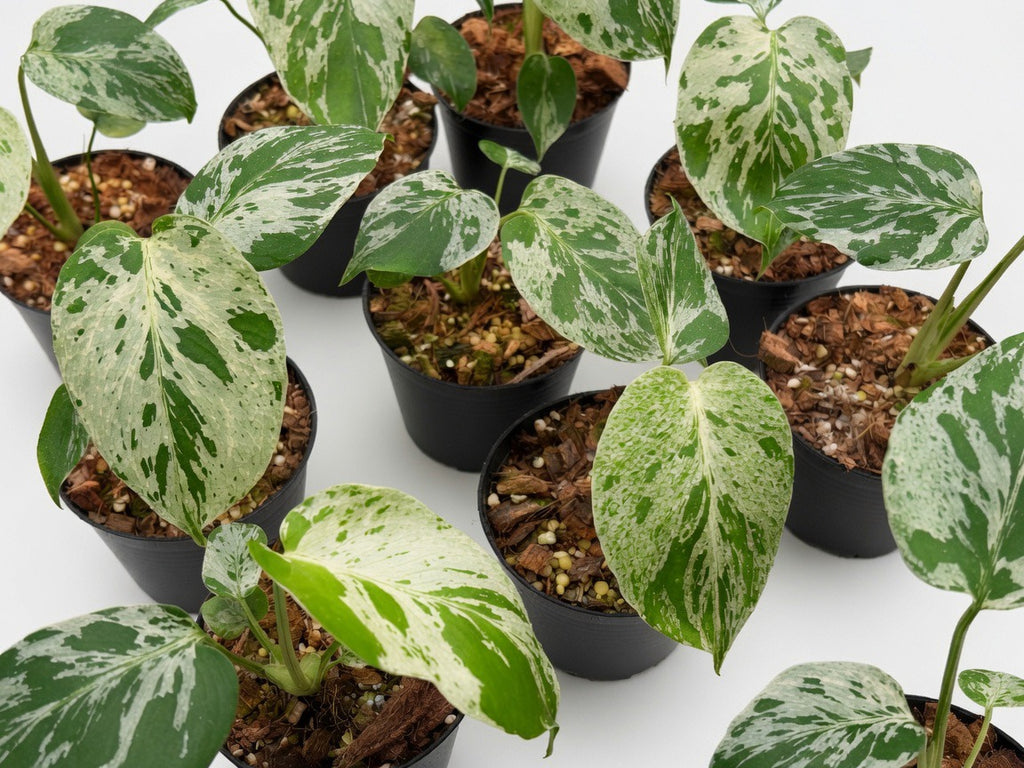 Monstera Deliciosa ‘Bulbasaur’ Variegated - Set of 10 Plants