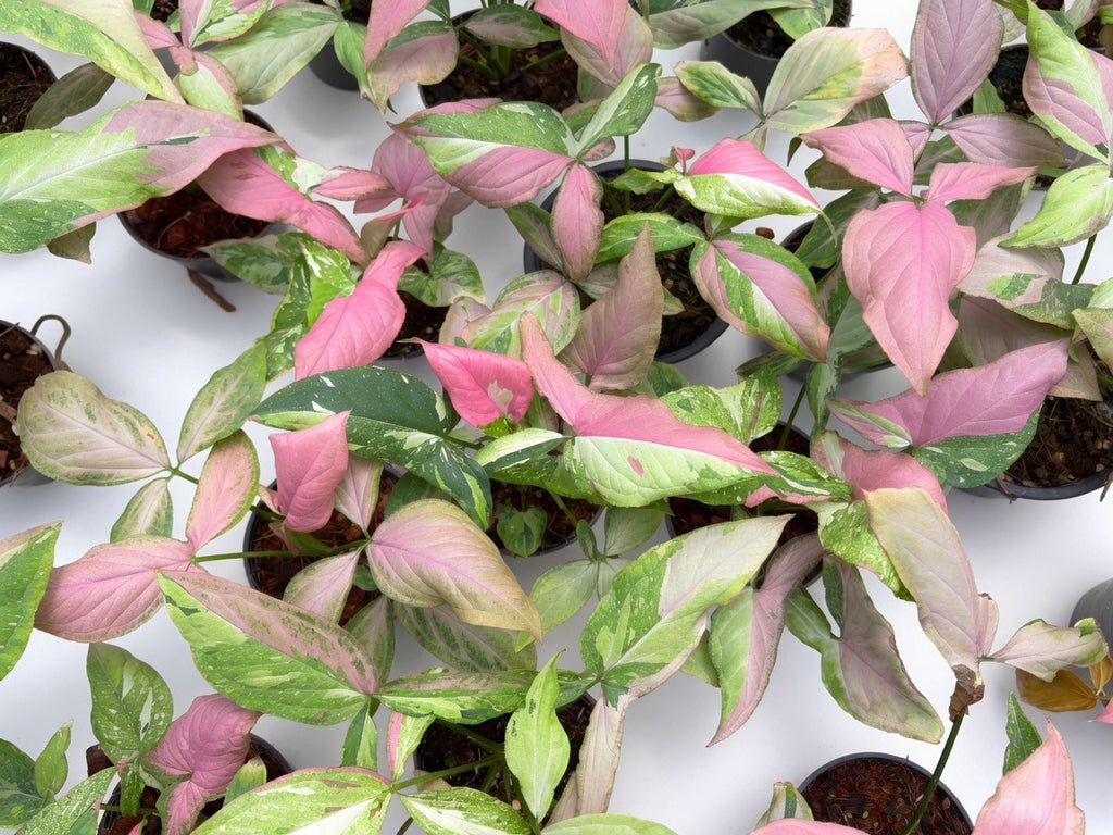 Syngonium Pink Marble Gems - Set of 10 Plants