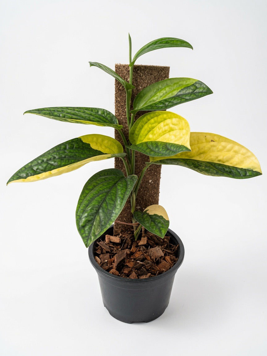 Monstera Karstenianum Peru Variegated (Large Size) - Set of 10 Plants