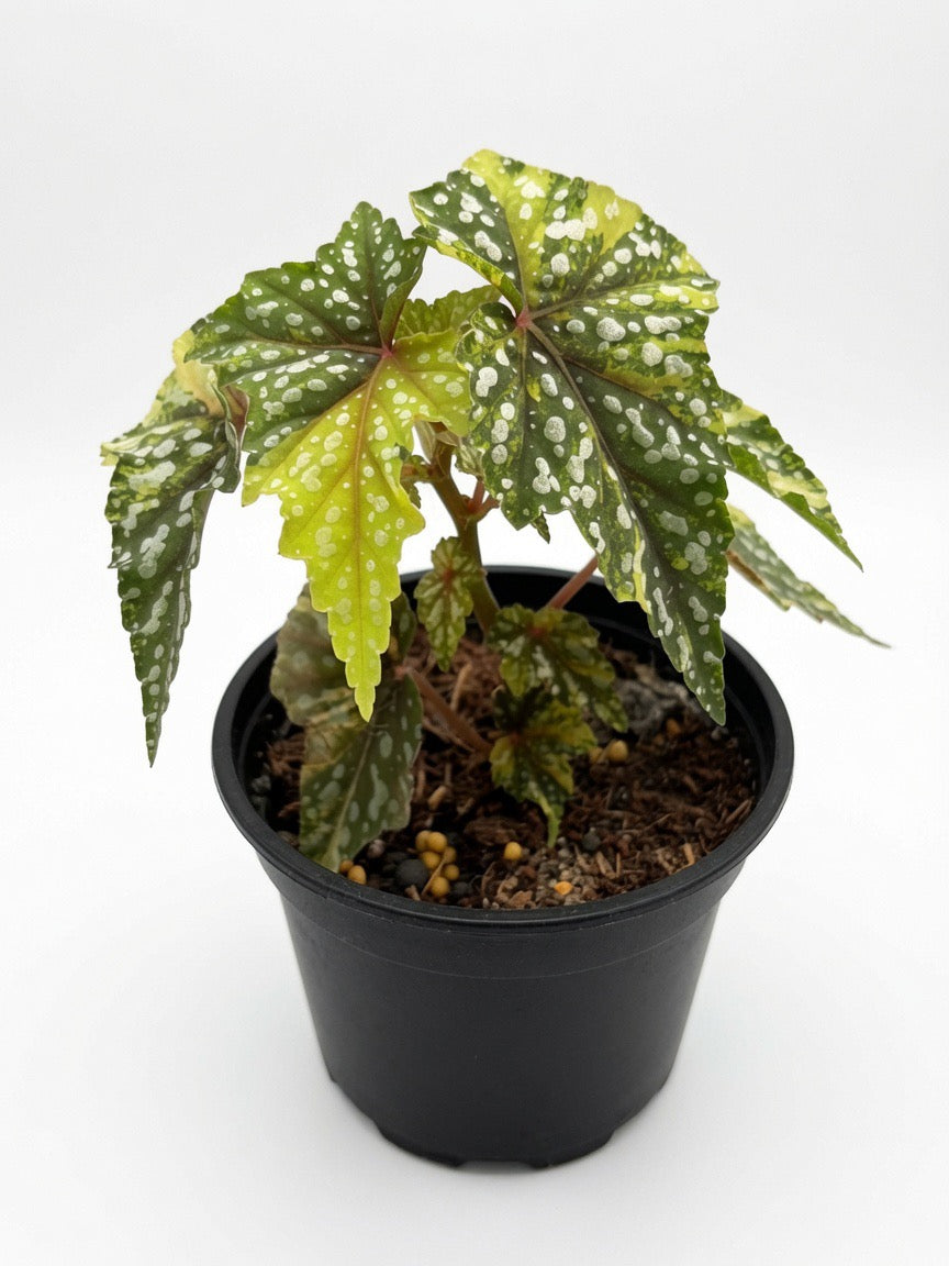 Begonia Izumo Variegated - Set of 10 Plants