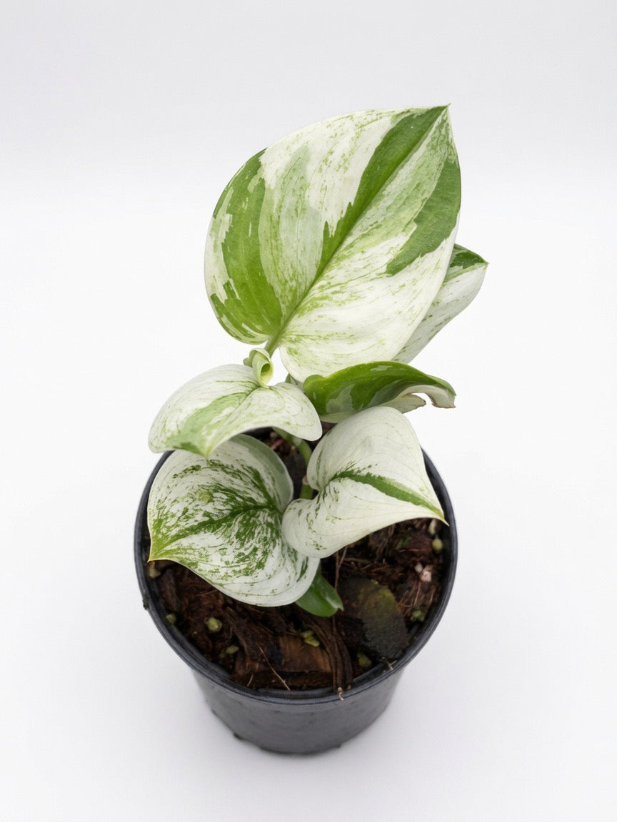 Scindapsus Moonlight Albo Variegated - Set of 10 Plants