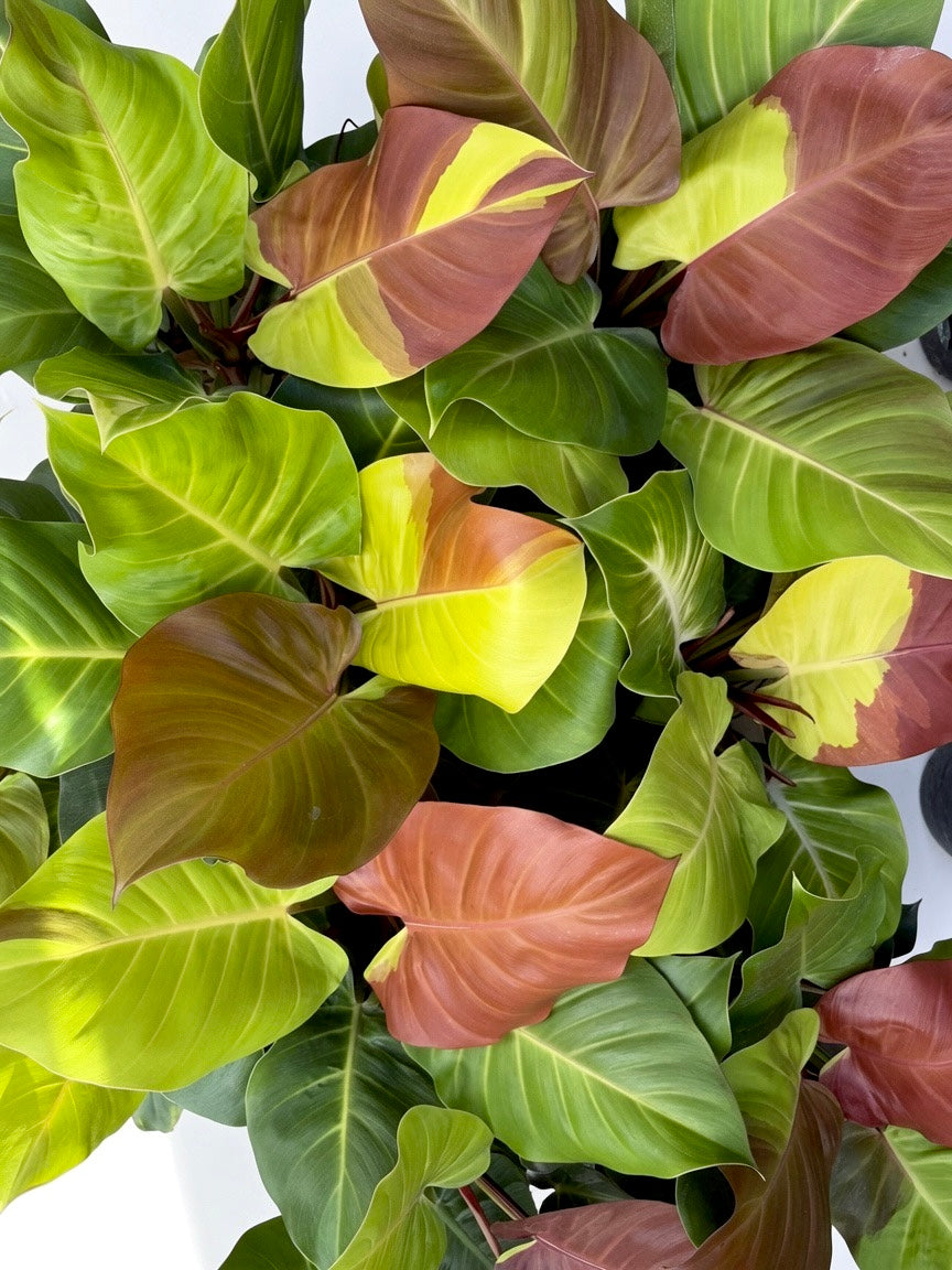Philodendron Yellow Flame ‘Red Moon’ Variegated - Set of 10 Plants