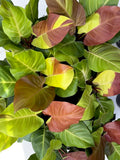 Philodendron Yellow Flame ‘Red Moon’ Variegated - Set of 10 Plants