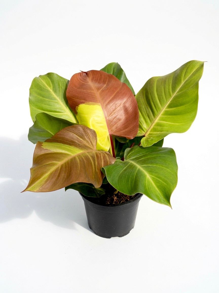 Philodendron Yellow Flame ‘Red Moon’ Variegated - Set of 10 Plants