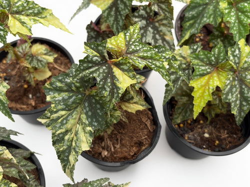 Begonia Izumo Variegated - Set of 10 Plants