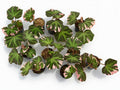 Begonia Soli Mutata Variegated - Set of 10 Plants