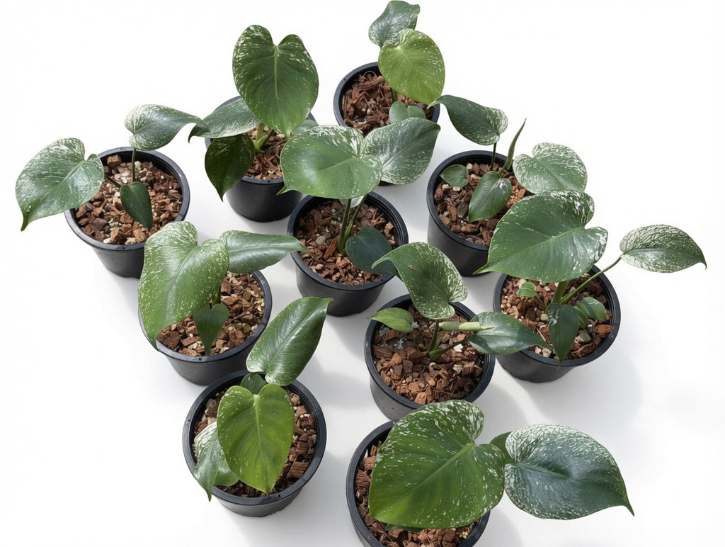 Monstera Deliciosa ‘Devil Monster’ TC Seedlings (6-Inche Pot) - Set of 10 Plants