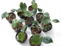 Monstera Deliciosa ‘Devil Monster’ TC Seedlings (6-Inche Pot) - Set of 10 Plants