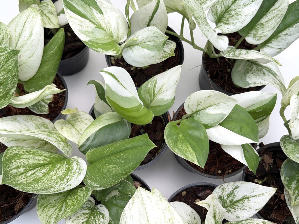 Scindapsus Moonlight Albo Variegated - Set of 10 Plants
