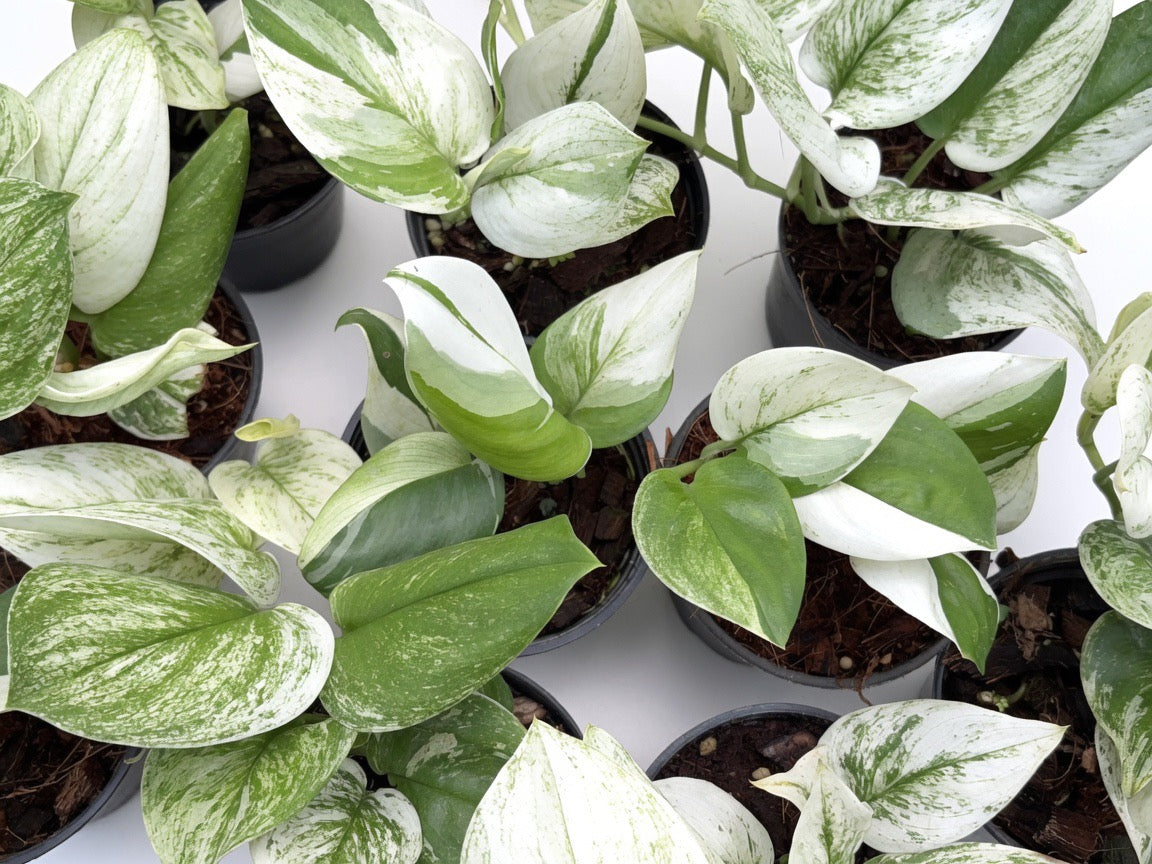 Scindapsus Moonlight Albo Variegated - Set of 10 Plants