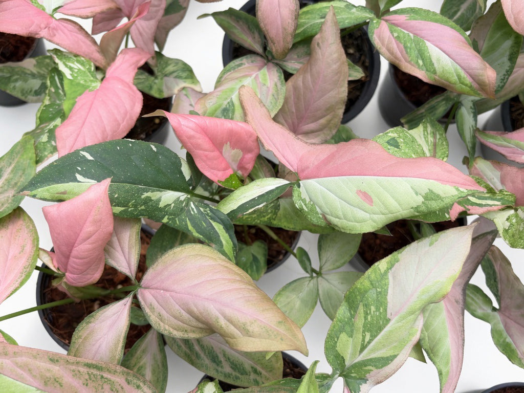 Syngonium Pink Marble Gems - Set of 10 Plants