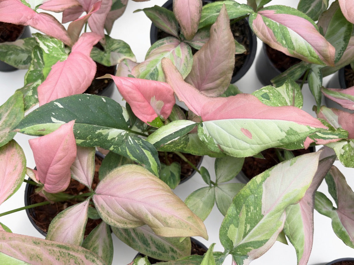 Syngonium Pink Marble Gems - Set of 10 Plants