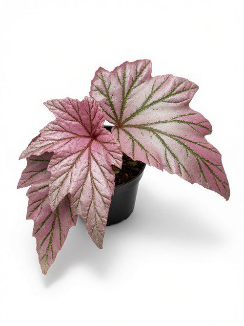 Begonia Lamoon in black pot - rare cane begonia with asymmetrical wing-shaped leaves, silver spotting, and rich burgundy undersides