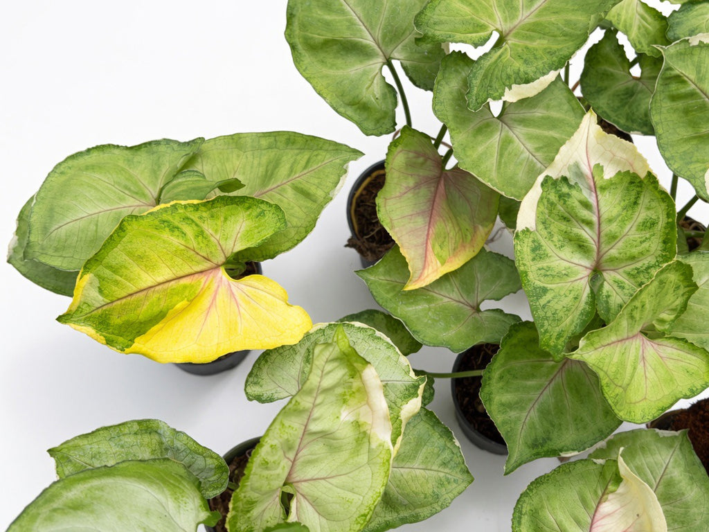 Syngonium Orm Thong Variegated (Mango Allusion Variegated Aurea) - Set or 10 Plants