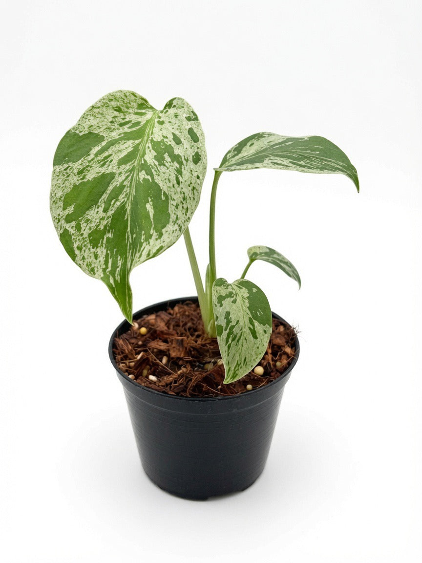 Monstera Deliciosa ‘Bulbasaur’ Variegated - Set of 10 Plants