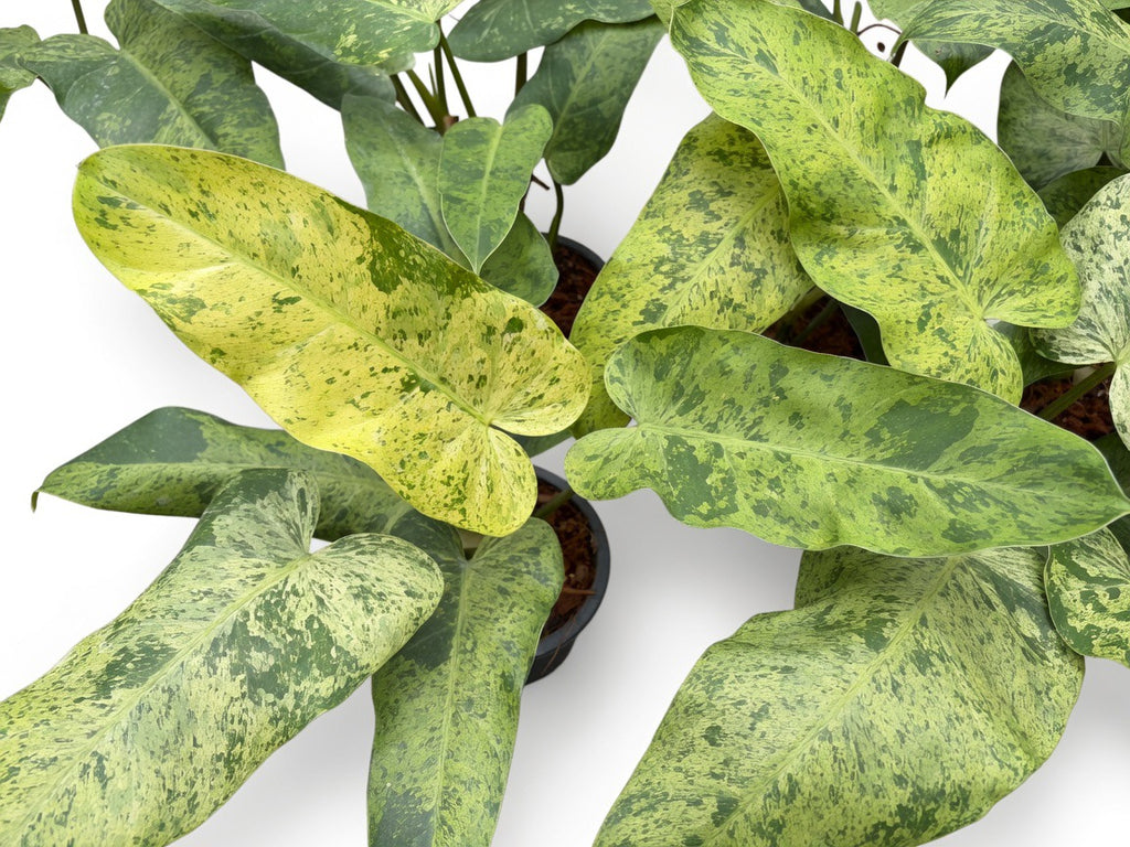 Philodendron Whipple Way Mint Variegated - Set of 10 Plants