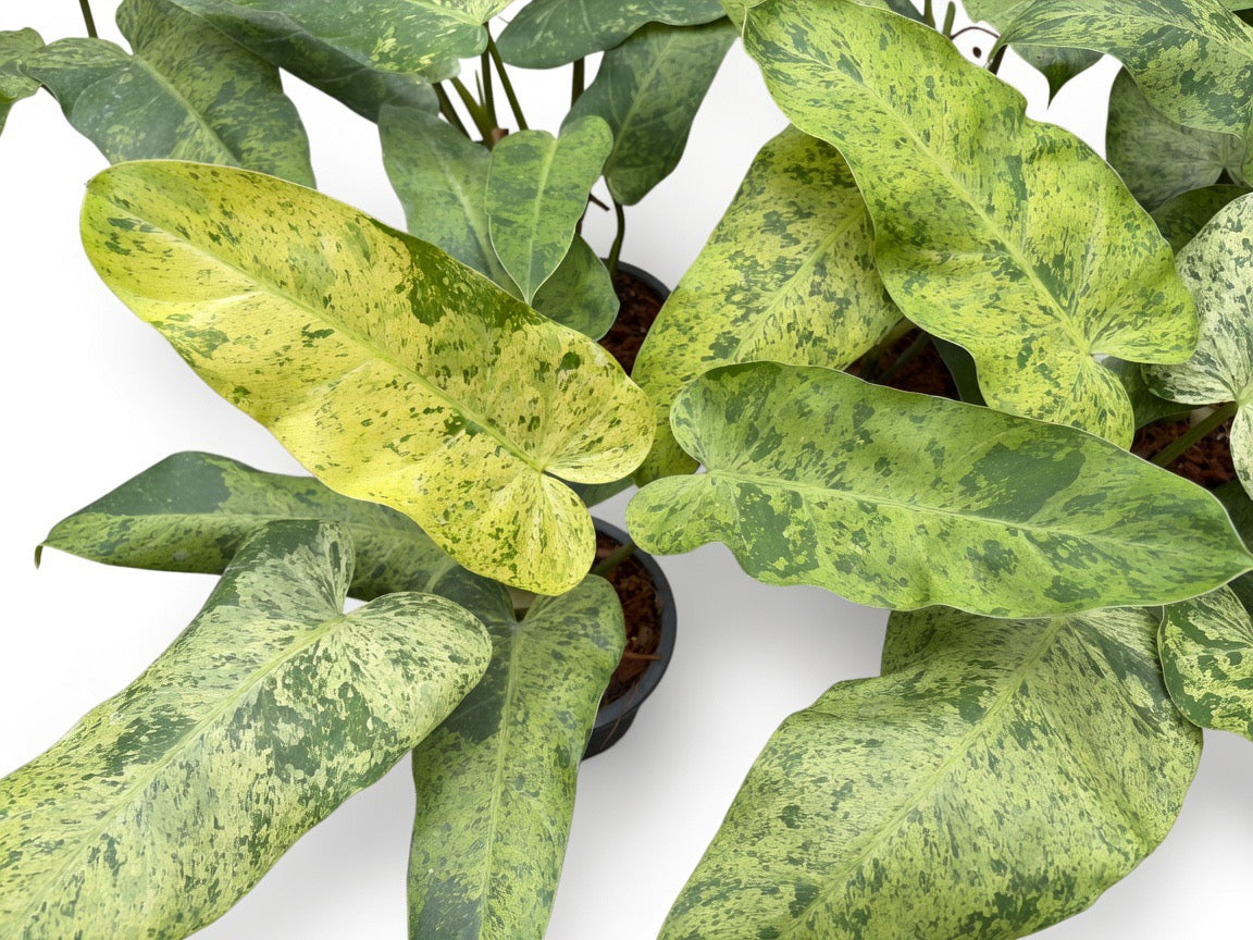 Philodendron Whipple Way Mint Variegated - Set of 10 Plants