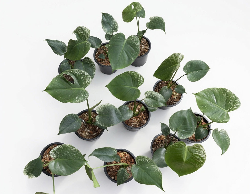 Monstera Deliciosa ‘Devil Monster’ Large Size (8-Inche Pot) - Set of 10 Plants