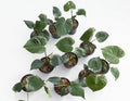 Monstera Deliciosa ‘Devil Monster’ Large Size (8-Inche Pot) - Set of 10 Plants