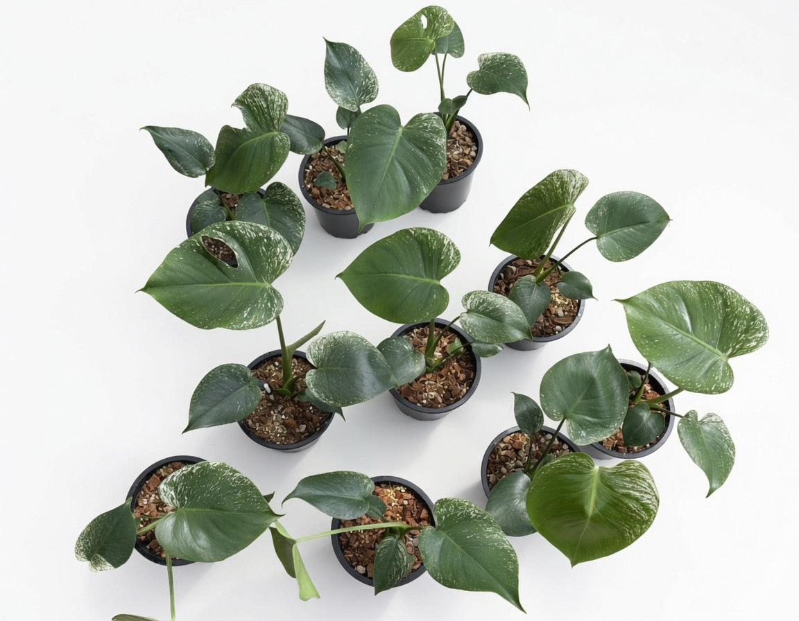 Monstera Deliciosa ‘Devil Monster’ Large Size (8-Inche Pot) - Set of 10 Plants
