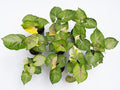 Syngonium Orm Thong Variegated (Mango Allusion Variegated Aurea) - Set or 10 Plants