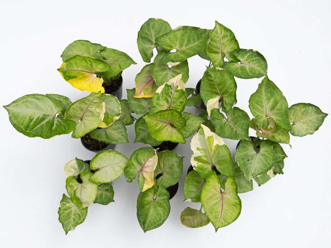 Syngonium Orm Thong Variegated (Mango Allusion Variegated Aurea) - Set or 10 Plants