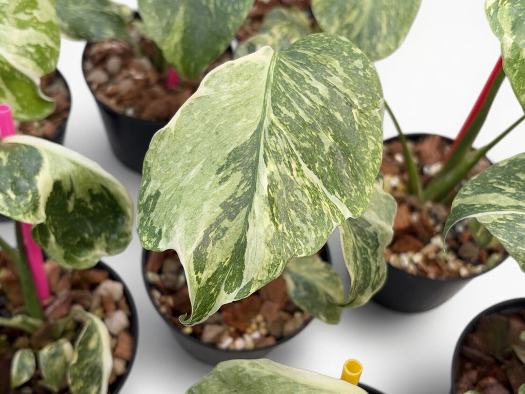 Monstera Deliciosa ‘Electro Light’ (Electrolyte) Mutation Tricolor - Set of 10 Plants