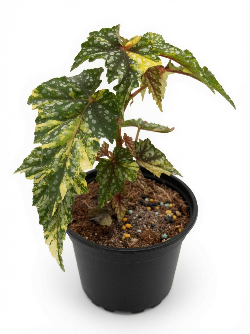 Begonia Izumo Variegated - Set of 10 Plants
