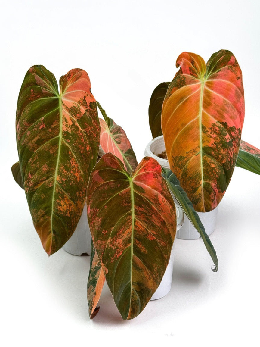 Philodendron Melanochrysum ‘Bon Fire’ Variegated - Set of 10 Plants