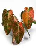Philodendron Melanochrysum ‘Bon Fire’ Variegated - Set of 10 Plants