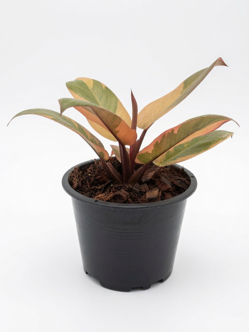 Philodendron Black Cardinal Variegated (No.2) - Set of 10 Plants
