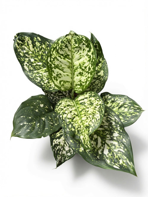 Aglaonema Anyamanee White (White Gem/ White Jewel Aglaonema) - Set of 10 Plants