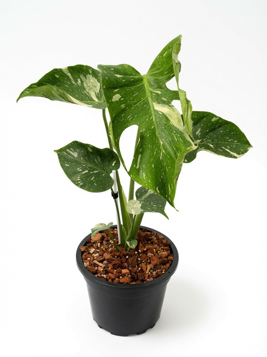 Medium size Monstera Deliciosa ‘Medusa’ Variegated potted plant with striking white variegation and twisting leaves, wholesale exotic plant specimen