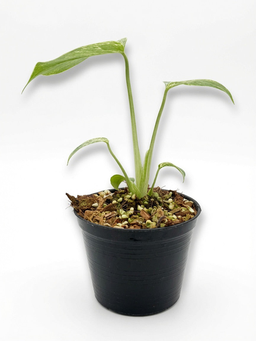 Monstera Deliciosa ‘Bulbasaur’ Variegated - Set of 10 Plants