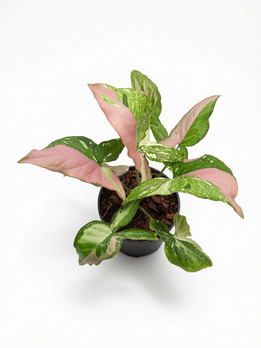 Syngonium Pink Marble Gems - Set of 10 Plants