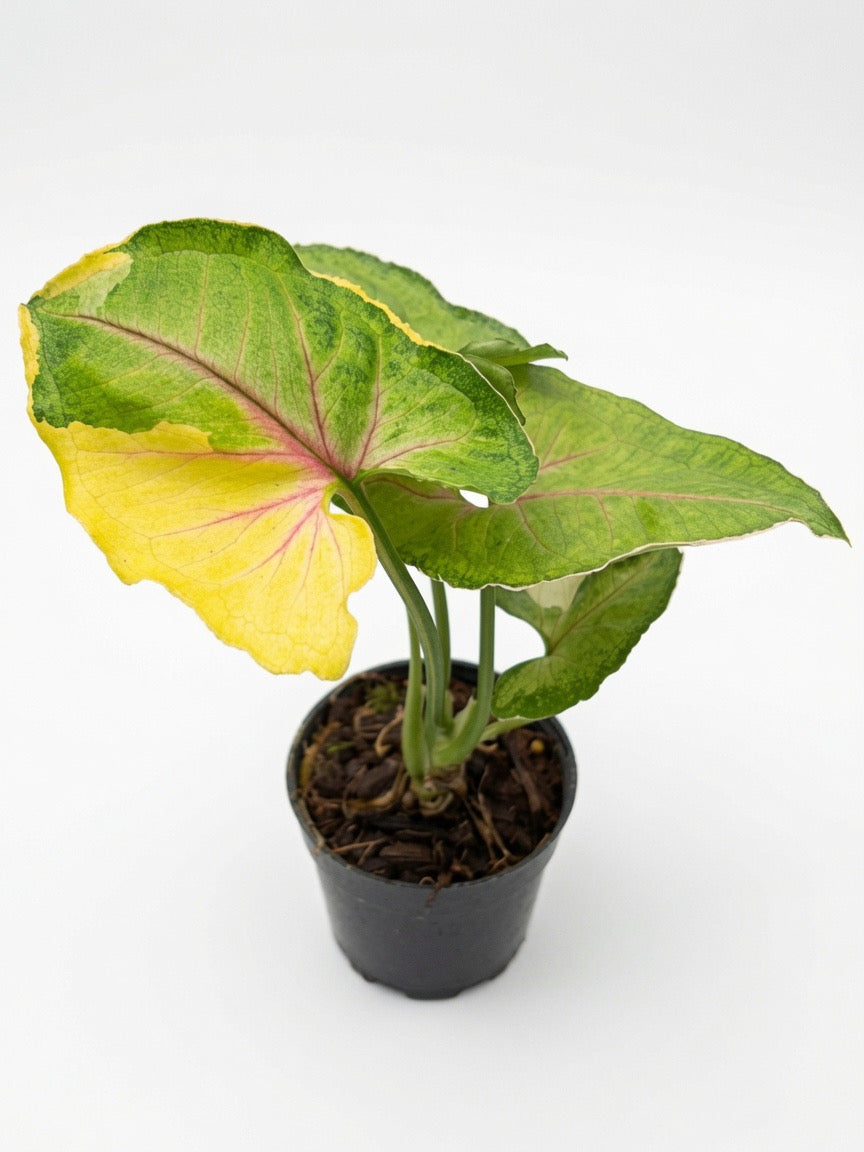 Syngonium Orm Thong Variegated (Mango Allusion Variegated Aurea) - Set or 10 Plants