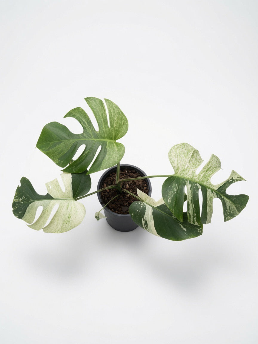 Monstera Borsigiana x ‘Jungle Mint’/ Mint NOID (3-4 leaves) - Set of 10 Plants